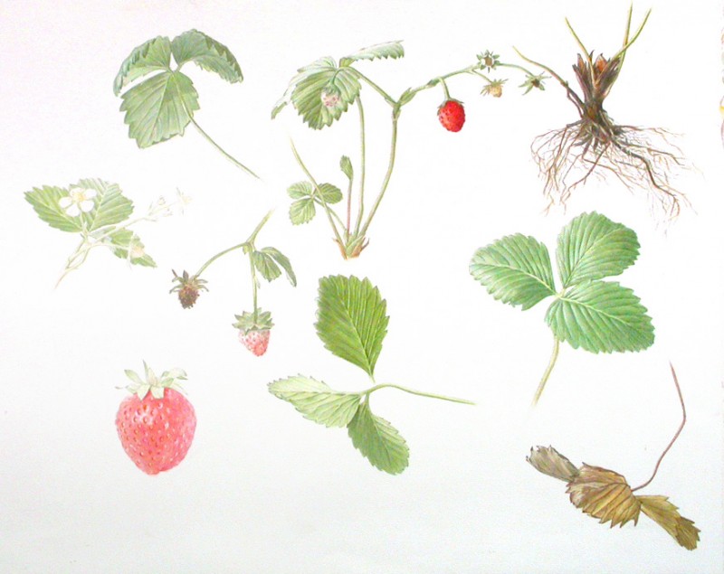 erdbeere