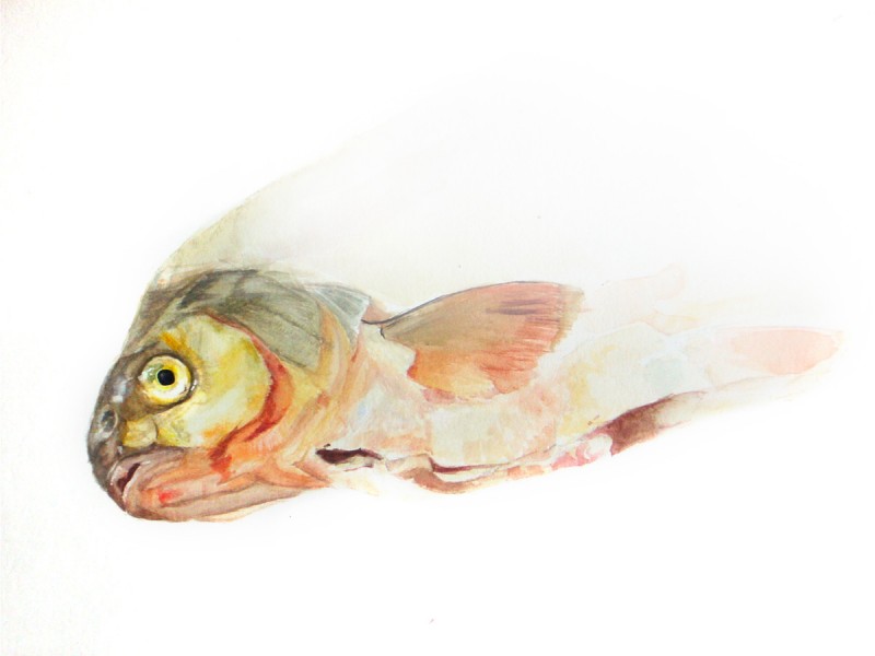 fisch